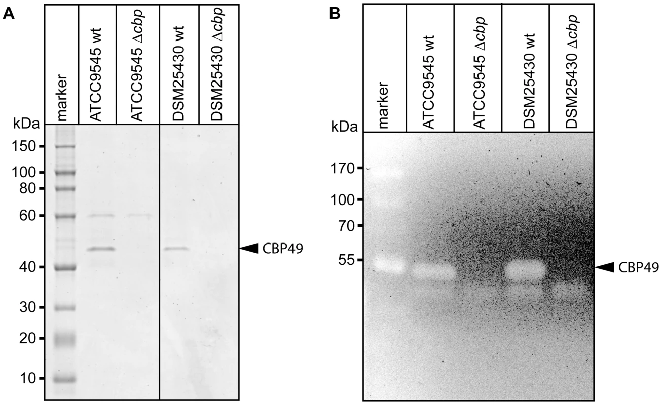 Interruption of the <i>cbp</i>-gene in ATCC9545 and DSM25430 leads to lack of both <i>Pl</i>CBP49 expression and chitinolytic activity.