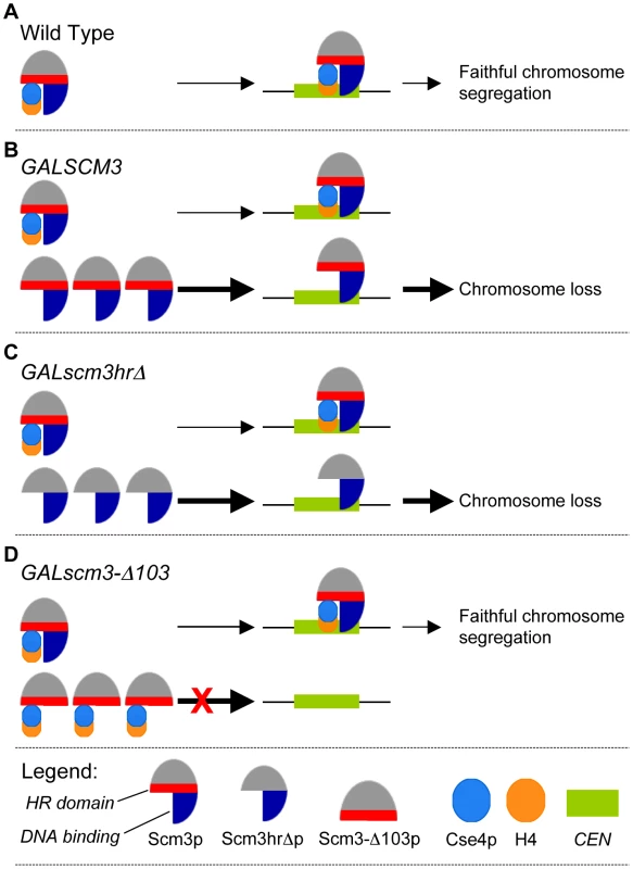 Schematic model for <i>GALSCM3</i>-induced chromosome instability in budding yeast.