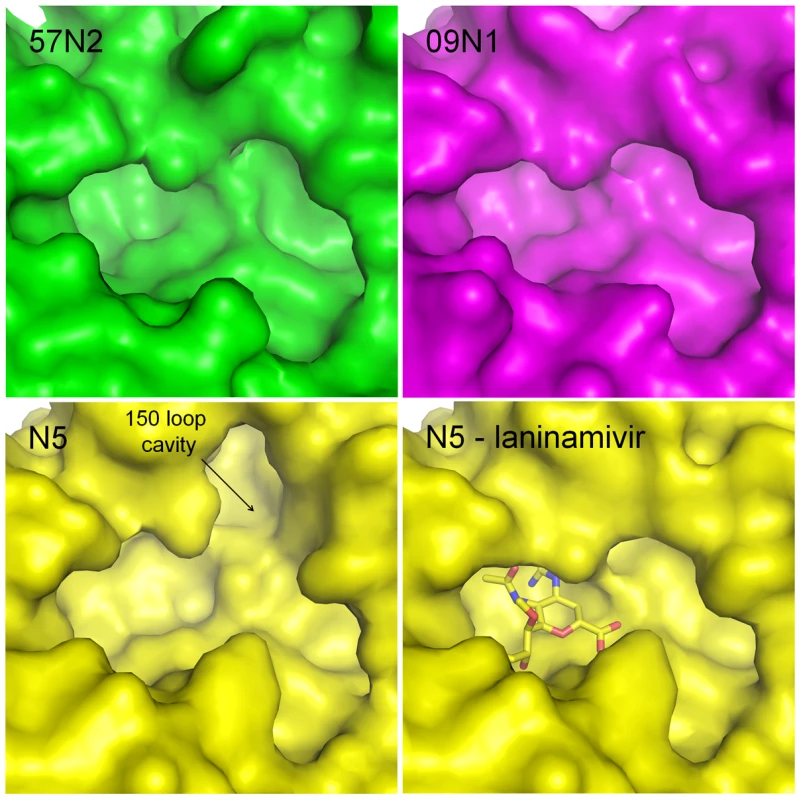Comparison of the active sites of p57N2, p09N1 and N5.