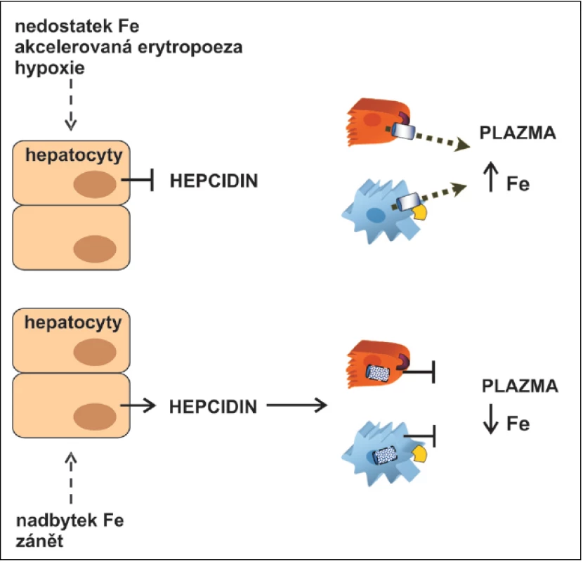 Regulace systémové homeostázy železa (Fe) hepcidinem.