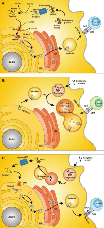 Obr. 1. ER – endoplazmatické retikulum,TAP– prenášač spojený so spracovaním antigénu,ERAAP – aminopeptidáza spojená s vývojom  antigénov v ER, HSP – proteíny tepelného šoku,
GA – Golgiho aparát, TCR – T-bunkový receptor
A: Prezentácia peptidov na antigénoch MHC I. triedy MHC molekuly I. triedy prezentujú za fyziologických podmienok peptidy endogénneho pôvodu. Proteíny sú štiepené na peptidy proteolýzou v proteazóme, odkiaľ sú transportované do ER pomocou prenášačov tvorených molekulami TAP. V ER sú peptidy štiepené aminopeptidázou ERAAP a vytvárajú komplexy s MHC molekulami I. triedy. Komplex MHC I. + peptid prechádza cez Golgiho aparát a ďalej je transportovaný na bunkový povrch, kde je peptid prezentovaný CD8+ T-bunkám. Proteíny tepelného šoku sa v procese prezentácie endogénneho peptidu podieľajú na selekcii proteínov určených na prezentáciu, stabilizujú proteín až po spracovanie v proteazóme, ďalej vytvárajú komplexy s peptidmi poštiepenými v proteazóme a konečne, účastnia sa transportu do ER. Pri transporte peptidov z proteazómu ako prvý viaže peptid HSP70, následne ho odovzdáva HSP90 a ten ho prenáša k molekulám TAP. Po prechode do lumenu ER peptid zachytáva HSP96 a prenáša ho k MHC molekulám I. triedy. 
B: Prezentácia peptidov na antigénoch MHC II. triedy MHC molekuly II. triedy prezentujú väčšinou peptidy exogénneho pôvodu, ktoré vstupujú do bunky endocytózou alebo fagocytózou. MHC molekuly II. triedy sú vezikulami prenášané z ER smerom k membráne bunky. Tieto vezikuly sa spájajú s endozómom za vzniku endolyzozómu. Exogénne peptidy sú tu proteolyticky štiepené proteázami na peptidy. Tieto sa viažu na MHC molekuly II. triedy a sú transportované na membránu bunky a prezentované CD4+ T-bunkám. Úloha HSP pri tomto type prezentácie antigénov nie je presne známa. Predpokladá sa však, že HSP môžu byť zahrnuté do internalizácie exogénnych proteínov do endozómu a stabilizujú proteíny pri štiepení proteázami v endolyzozóme.
C: Cross-prezentácia MHC molekuly I. triedy môžu za určitých podmienok okrem peptidov endogénneho pôvodu prezentovať aj peptidy exogénneho pôvodu procesom, ktorý sa nazýva cross-prezentácia. Exogénne proteíny vstupujú do bunky fagocytózou za vzniku fagozómu. Predpokladá sa, že sa fagozóm následne spája s vezikulou pochádzajúcou z ER a vzniká ER-fagozóm. Proteíny sú z ER-fagozómu – zatiaľ neznámym spôsobom – transportované do proteazómu a tu sú proteolyticky štiepené za vzniku peptidov. Vzniknuté peptidy sú transportované do ER pomocou prenášačov tvorených molekulami TAP. V Endoplazmatickom retikule sú peptidy štiepené aminopeptidázou ERAAP a vytvárajú komplexy sMHC molekulami I. triedy. Tieto molekuly sú ďalej za účasti GA spracované a transportované na bunkový povrch . Na bunkovom povrchu sú prezentované CD8+ T-bunkám. Úloha HSP pri tomto type prezentácie antigénov nie je presne známa. Predpokladá sa však dôležitá úloha pri internalizácii exogénnych peptidov do fagozómu a úloha pri prenose proteínov z ER-fagozómu do proteozómu.

