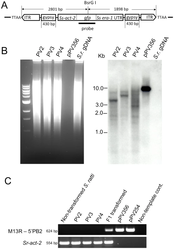 Transgene specific sequences are widely distributed in restriction digests of genomic DNA from three stable lines of transgenic <i>S. ratti</i>.