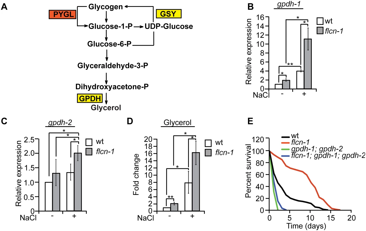 Glycogen degradation heightens glycerol levels and protects animals from hyperosmotic stress.