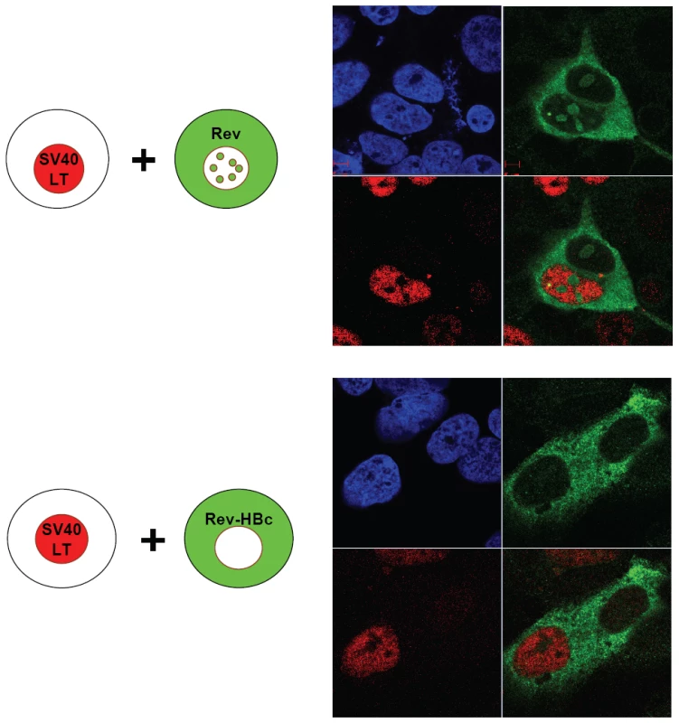 Homokaryon analysis demonstrated that HBc ARD domain (HBc 147–183) can act like a cytoplasmic retention signal (CRS) by inhibiting nuclear import of Rev of Huh7 cells.