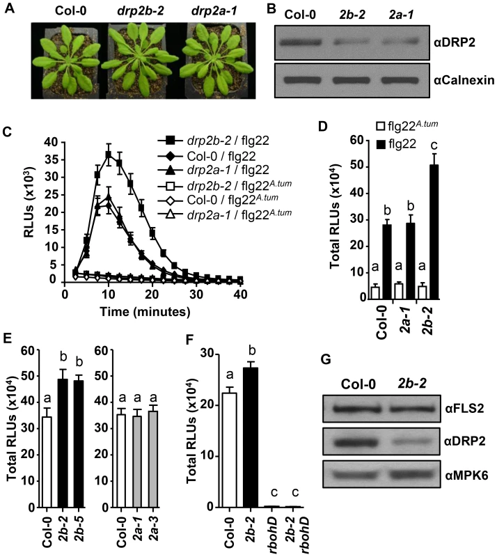 <i>DRP2B</i> is a negative regulator of RbohD-dependent ROS Production in response to flg22.