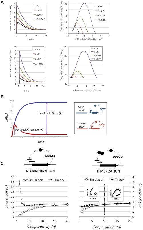 Transcriptional overshooting and its relationship with feedback gain.