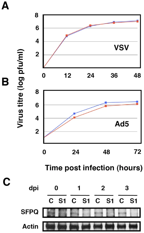 Kinetics of VSV and Ad5 multiplication in SFPQ/PSF-silenced cells.