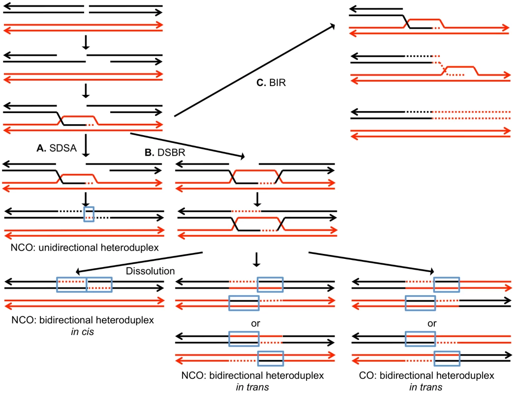 Mechanisms of homologous recombination.