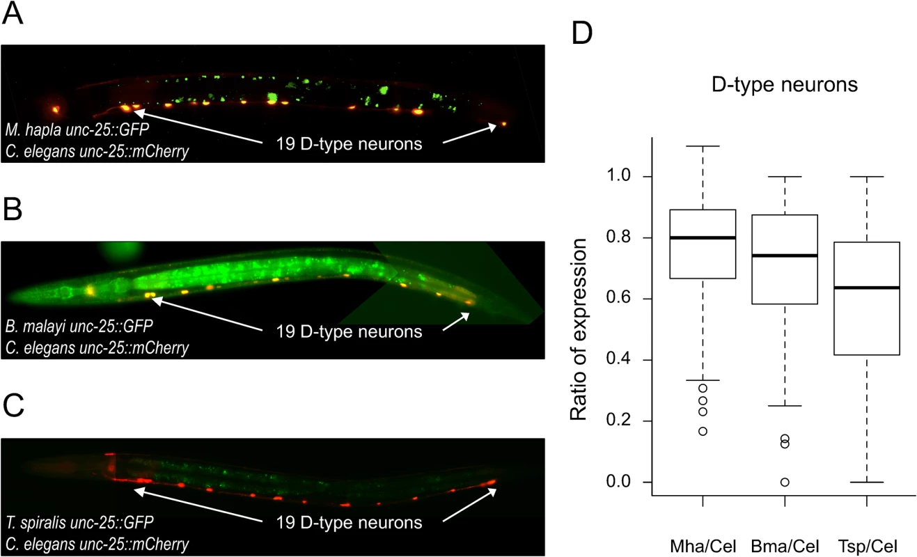 <i>unc-25</i> regulatory sequences from distantly-related nematodes drive expression in <i>C</i>. <i>elegans</i>.