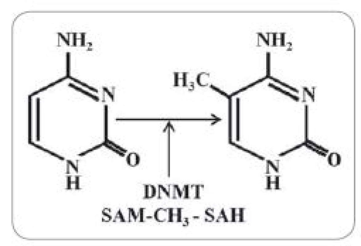 Schematické znázornění metylace cytosinu na uhlíku 5 katalyzované DNA- metyltransferázami (DNMT).
