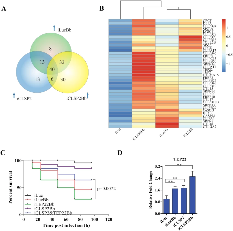 Comparative transcriptome analysis of CLSP2 modulation of immune genes and the role of TEP22 in anti-fungal defense.