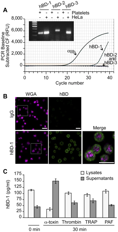 Platelets express and release β-defensin 1 in response to α-toxin.