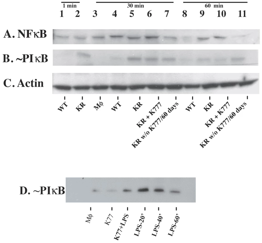 Cruzain-deficient (KR) but not WT parasites activate NF-κB.