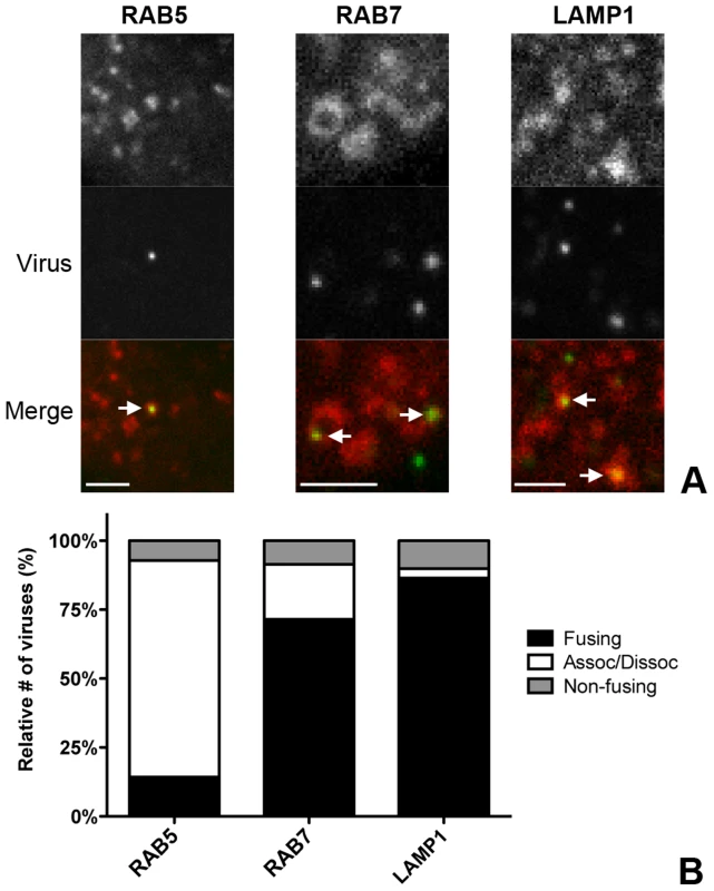 Live-cell microscopy demonstrates co-localization and co-tracking of MHV with endosomal vesicles and fusion of MHV in these vesicles.