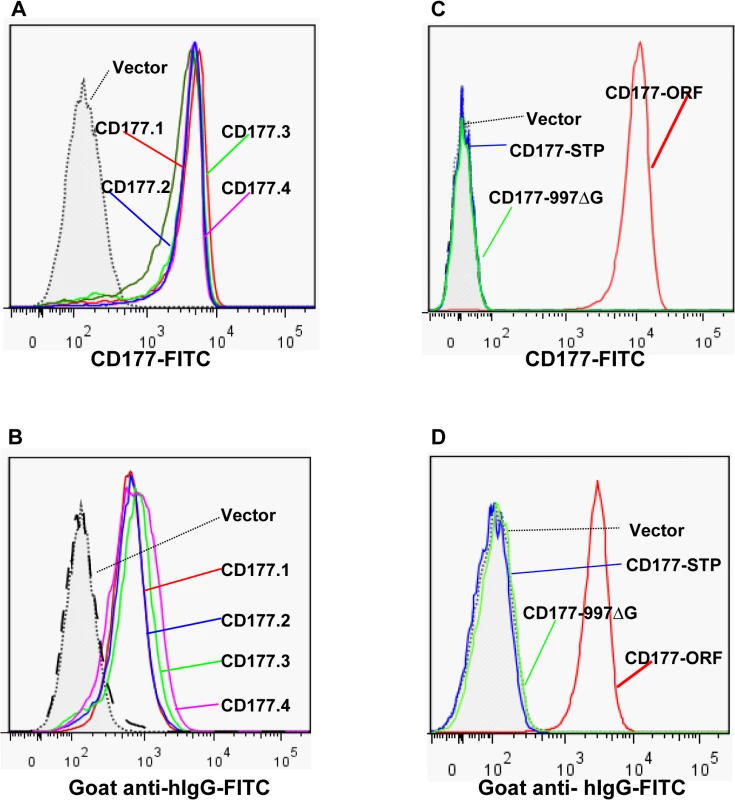 Effect of <i>CD177</i> SNPs or mutation on HNA-2 expression and HNA-2 alloantibody binding.