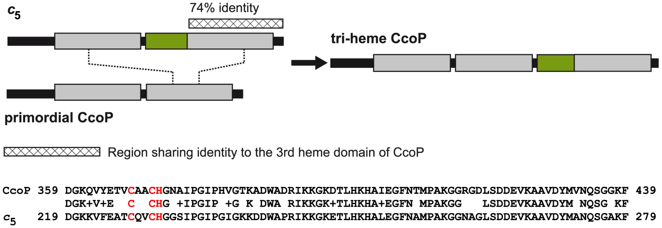 Model for the origin of the tri-heme CcoP in the genus <i>Neisseria</i>.
