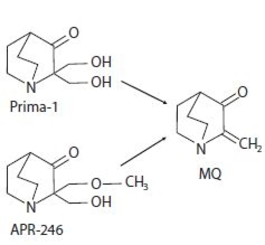 Chemická struktura Prima-1 a APR-
-246 a jejich spontánní konverze na
methylen quinuclidinon (MQ).