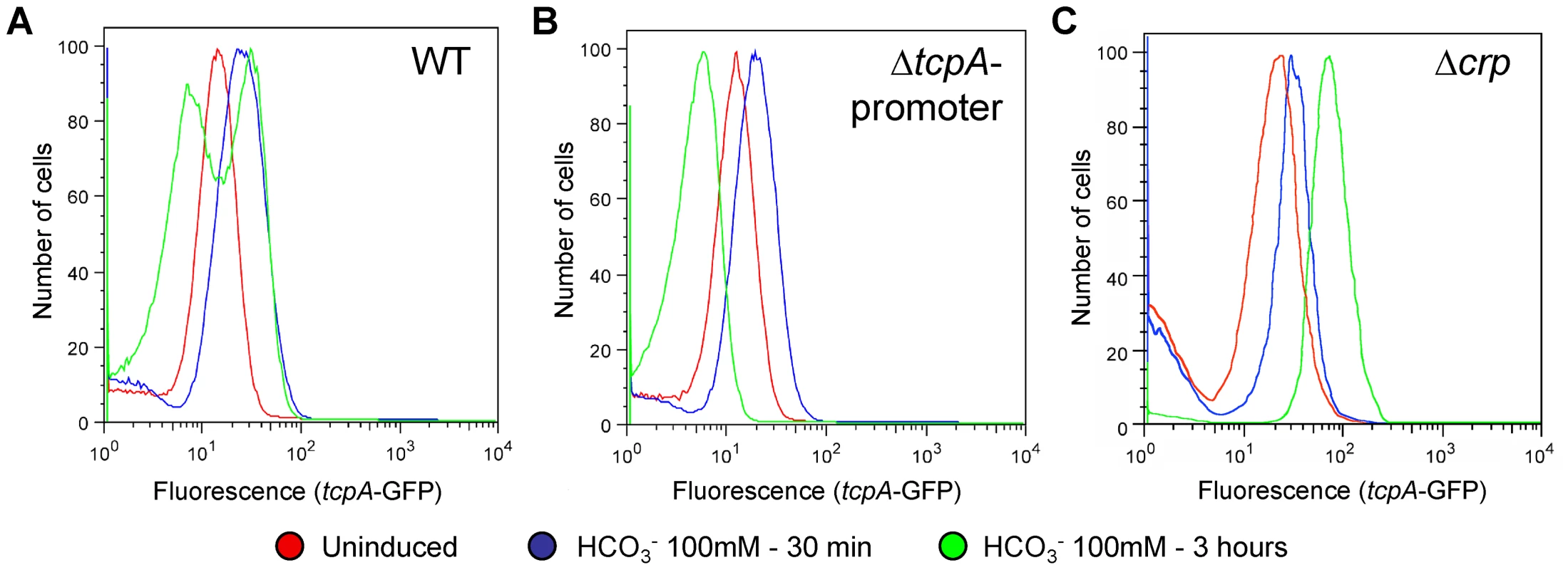The <i>tcpA</i> promoter and CRP are required for the <i>tcpA</i> bistable phenotype.