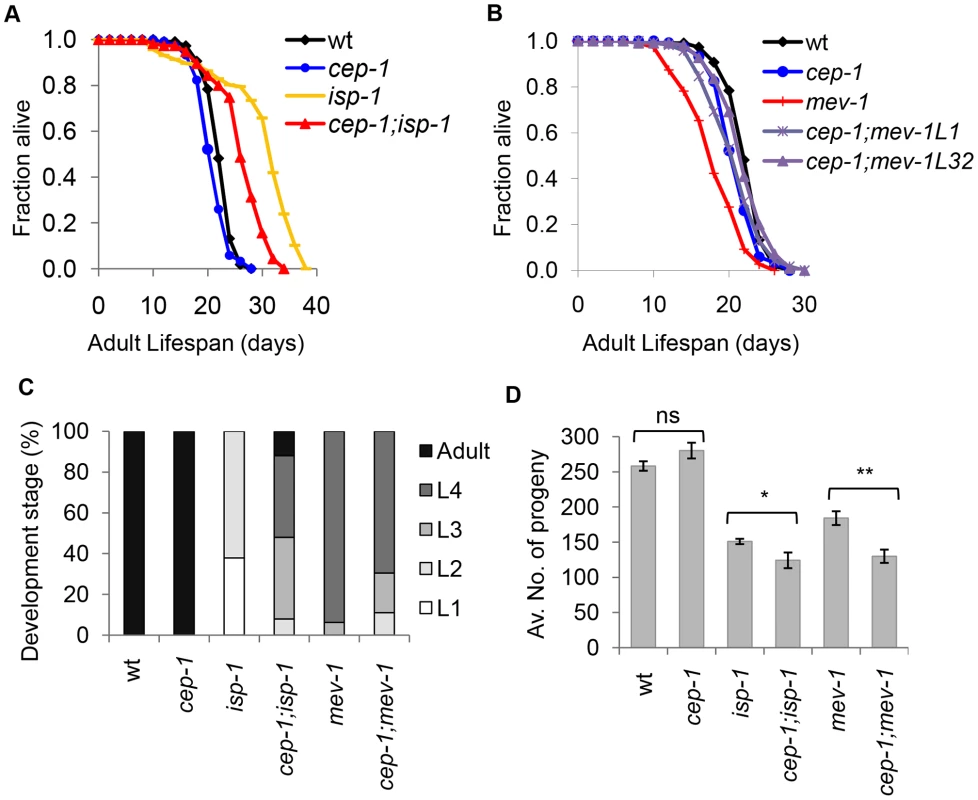 CEP-1 mediates the longevity and development of two mitochondrial mutants in <i>C. elegans</i>.