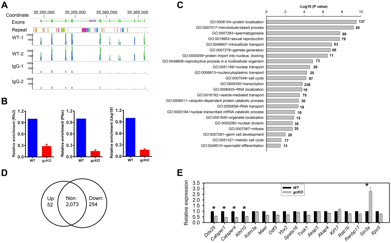 RANBP9 binds numerous mRNAs and affects their expression levels at least partially through affecting alternative splicing.