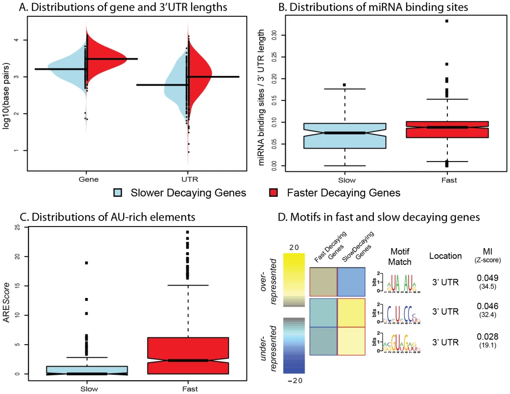Genomic features influencing variation in decay rates across genes.