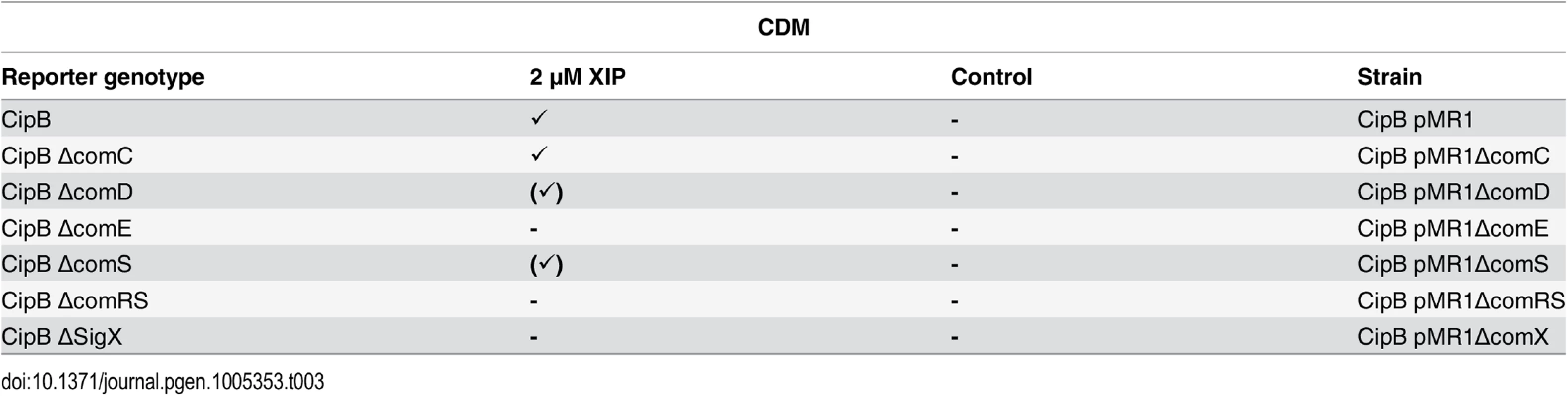 Expression of <i>cipB</i> in different gene deletion background in CDM under XIP induced conditions.