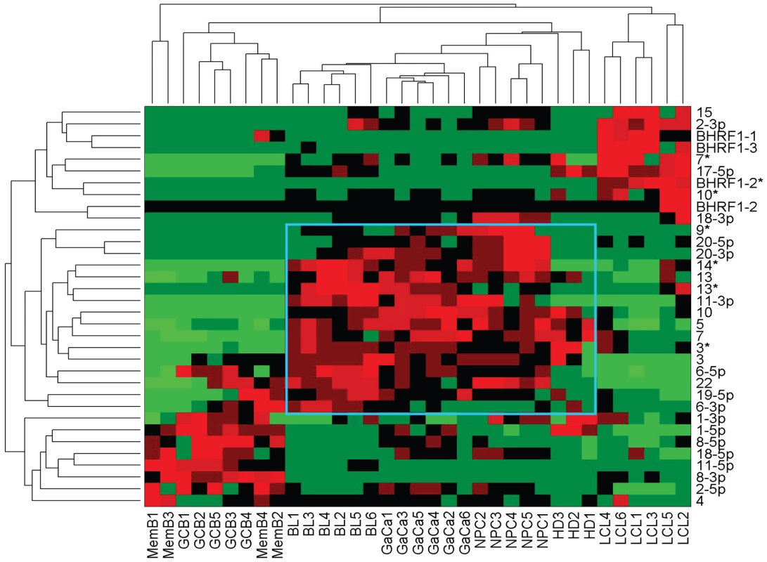 Heat map of miRNA expression in all tissues tested.