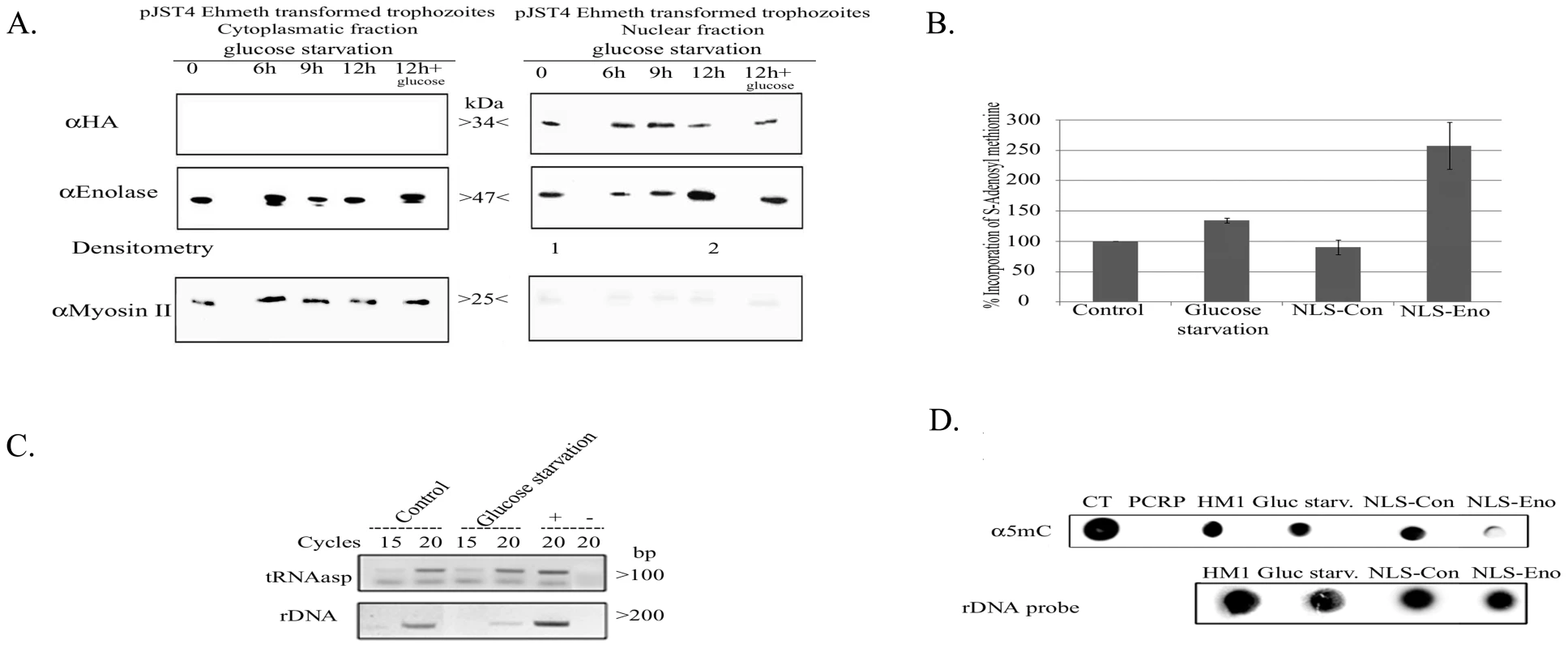 The effect of enolase accumulation in the nucleus over Dnmt2 tRNA and DNA MT activity.