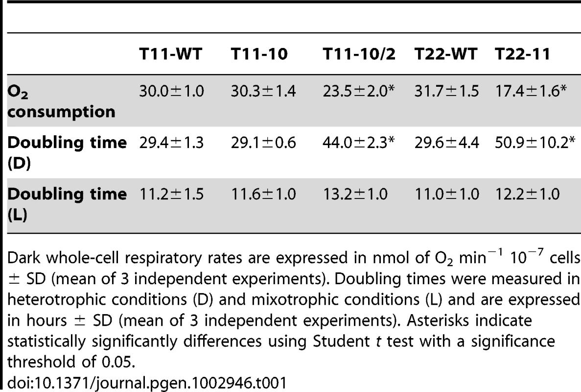 Total respiration and doubling time in T11-10, T11-10/2, and T22-11 transformants.