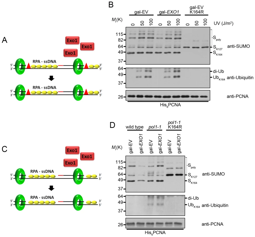 Overexpression of <i>EXO1</i> does not alter PCNA ubiquitination under conditions that cause ssDNA gap formation.