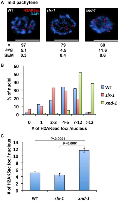 The levels of H2AK5ac are similar between wild type and <i>slx-1</i> mutants.