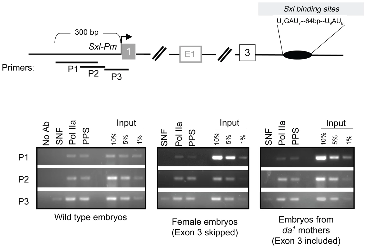 Accumulation of PPS near the <i>SxlPm</i> promoter in embryos.