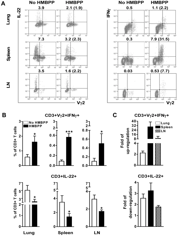 Up-regulation of IFNγ-producing Vγ2Vδ2 T effector cells after HMBPP stimulation coincided with the down-regulated capacity of T cells to produce IL-22 <i>de novo</i>.