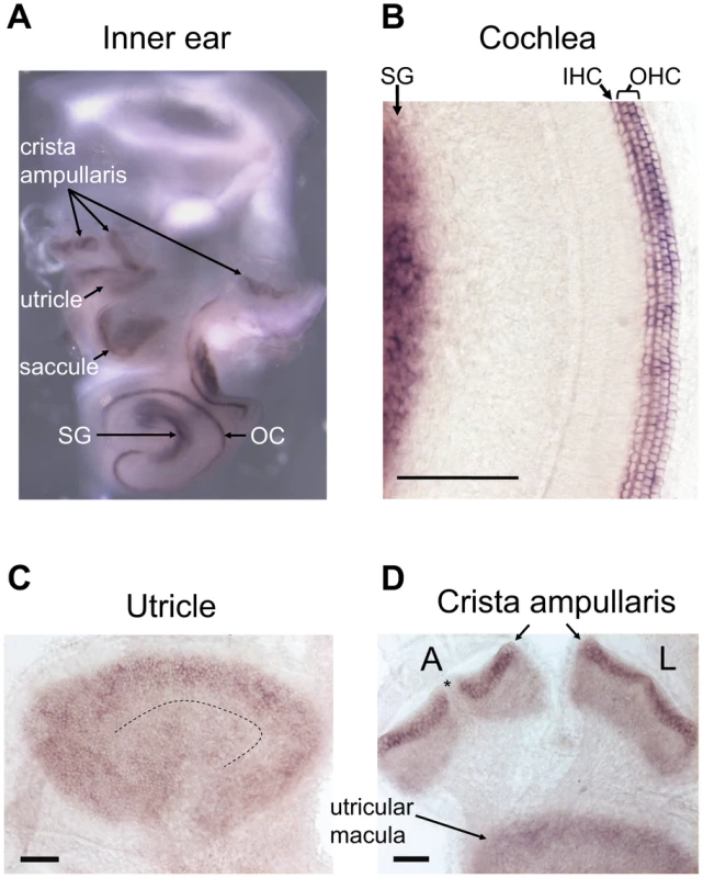 <i>In situ</i> hybridization of the mouse inner ear with an antisense Srrm4 probe.