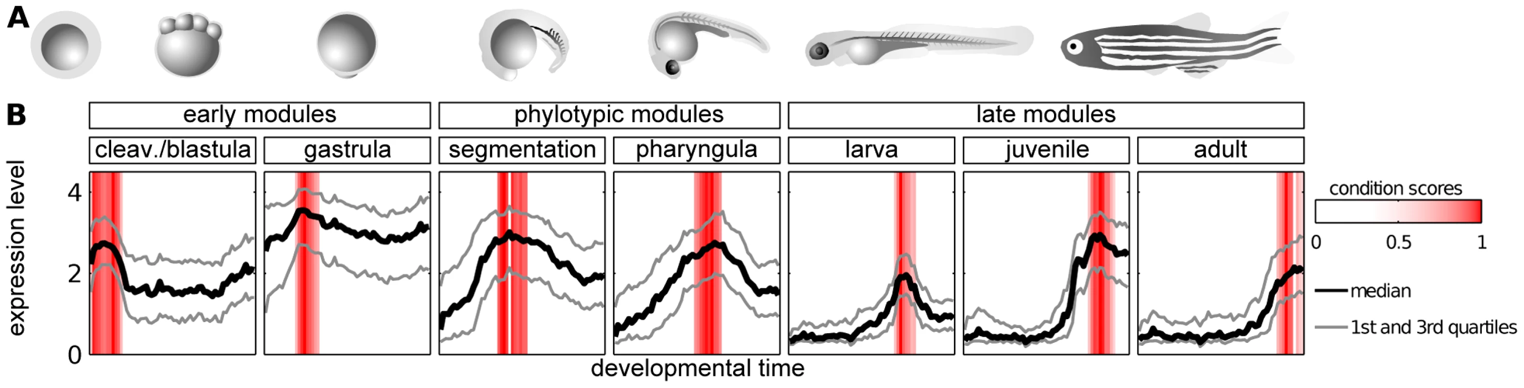 Modules of genes with time-specific expression during zebrafish development.