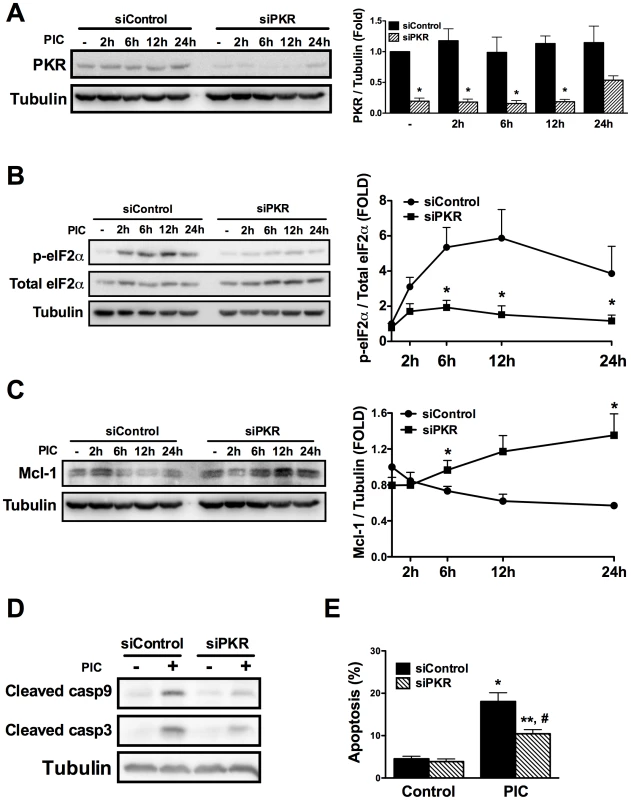 dsRNA-induced decrease in Mcl-1 protein expression depends on eIF2α phosphorylation by PKR.