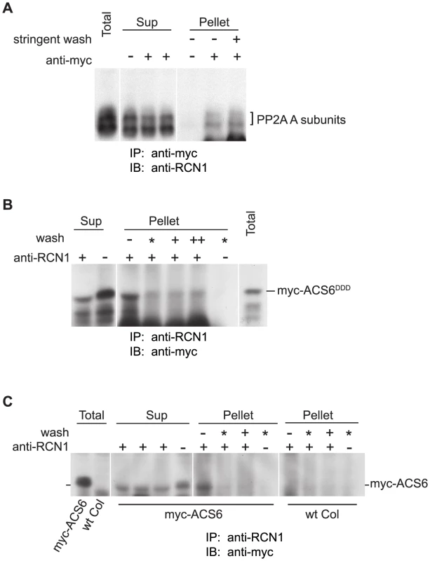 PP2A interacts with ACS6 in reciprocal co-immunoprecipitations.