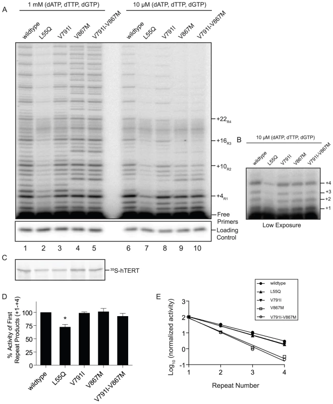 The ancestral mutant telomerase affects repeat addition processivity <i>in vitro</i>.