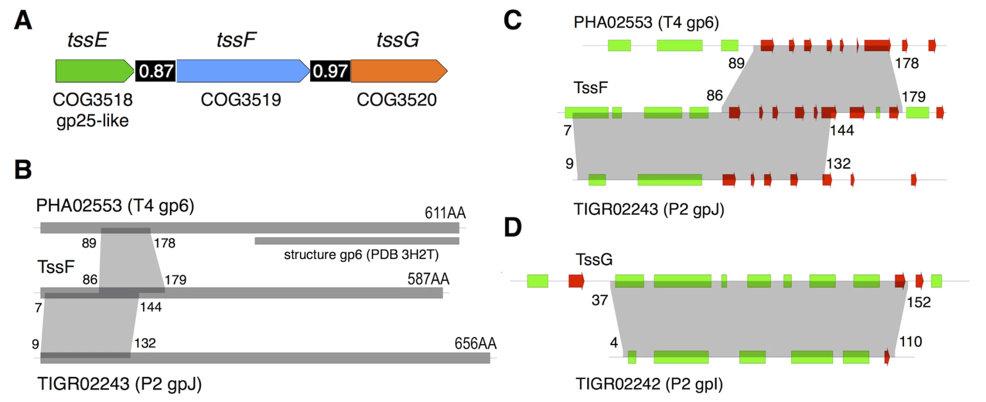 <i>tssE</i>, <i>tssF and tssG</i> genes co-occur in T6SS genes clusters and share homologies with phage baseplate components.