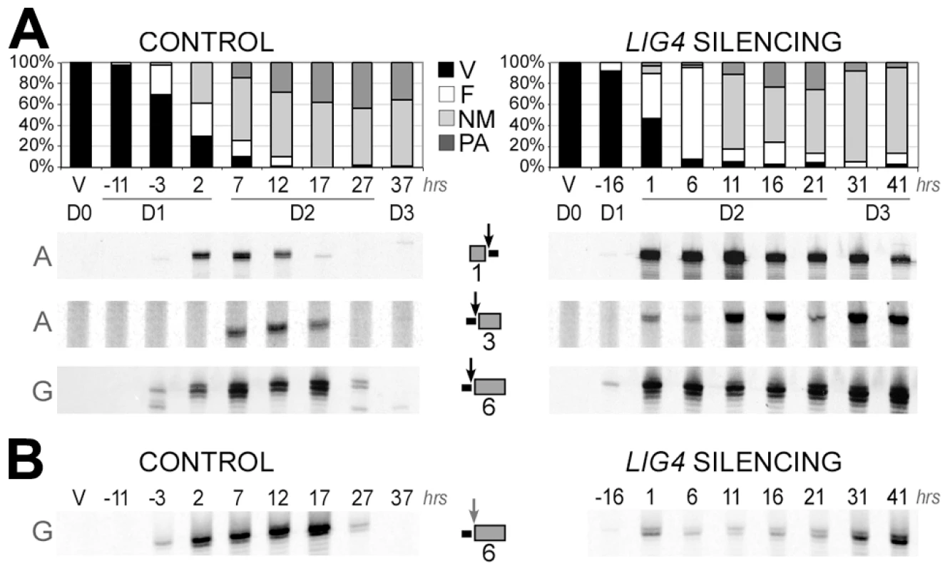 LMPCR detection of free broken ends at IES boundaries in <i>LIG4</i>-silenced cells.