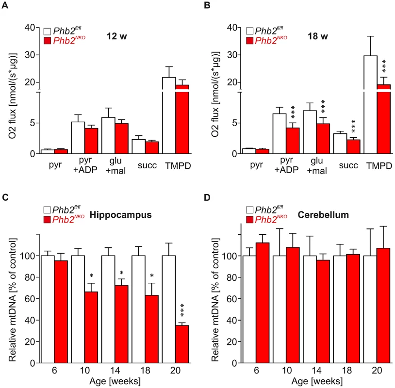 Late-onset mtDNA loss and respiratory dysfunction in <i>Phb2<sup>NKO</sup></i> mice.