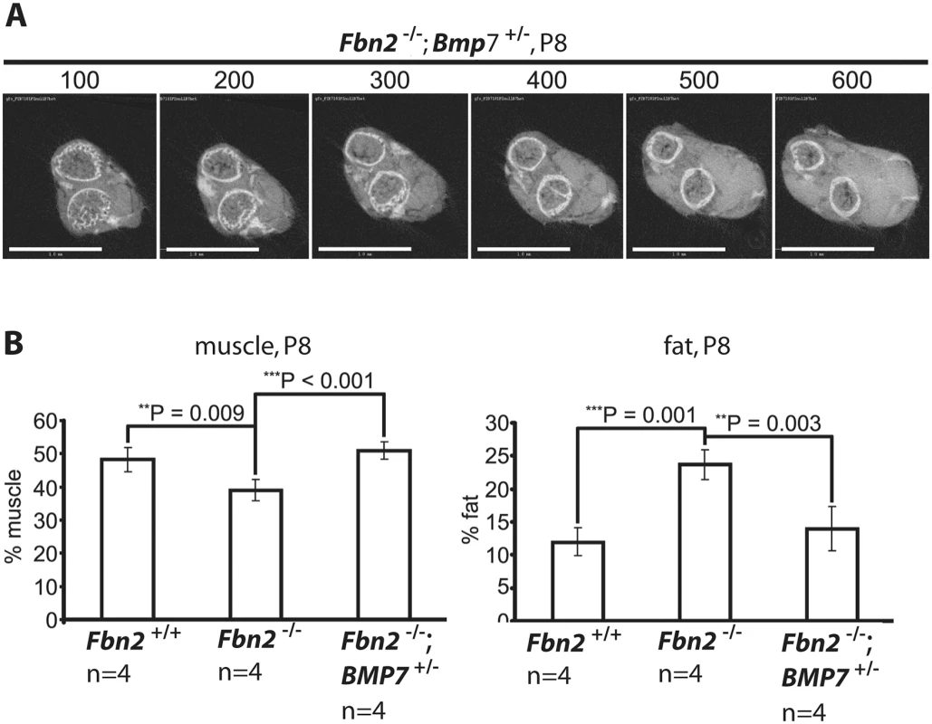 Effects of genetic ablation of one allele of <i>Bmp7</i> on <i>Fbn2</i> null forearm muscle and fat.