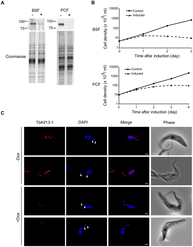 TbKif13-1 is an essential protein in trypanosomes.