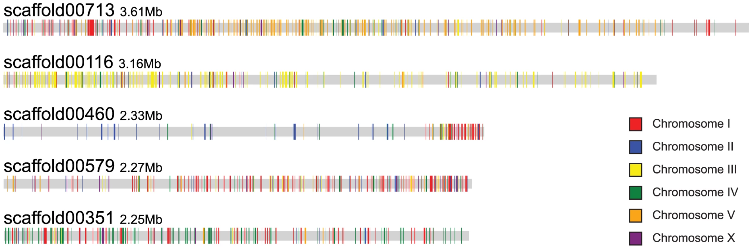 Scaffolds of <i>B. xylophilus</i> display a macrosyntenic relationship with chromosomes of <i>C. elegans</i>.