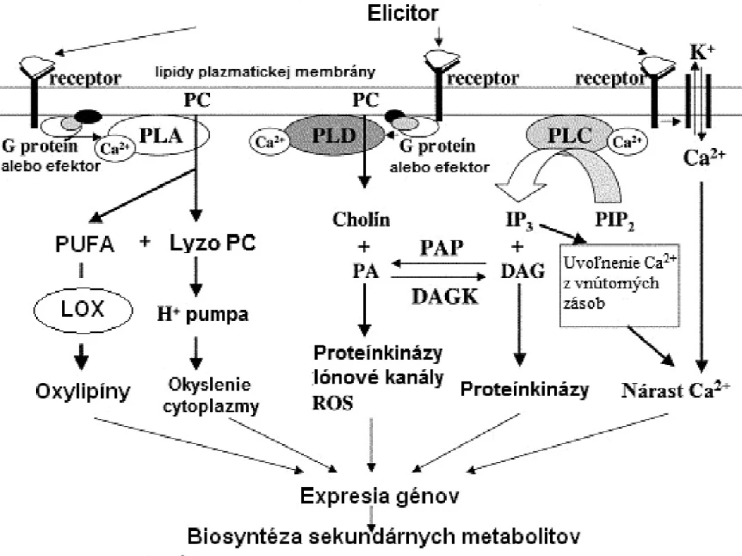 (Fosfo)lipidová signalizácia v rastlinách (DAG – diacylglycerol, DAGK – diacylglycerolkináza, IP&lt;sub&gt;3&lt;/sub&gt; – inozitol-1,4,5-trifosfát, LOX – lipoxygenáza, PA – kyselina fosfatidová, PAP – fosfatáza kyseliny fosfatidovej, PC – fosfatidylcholín, PIP2 – fosfatidylinozitol-4,5-difosfát, PLA – fosfolipáza A, PLC – fosfolipáza C, PLD – fosfolipáza D, PUFA – polynenasýtené mastné kyseliny, ROS – „reactive oxygen species“= reaktívne formy kyslíka) (upravené podľa &lt;sup&gt;38)&lt;/sup&gt;)