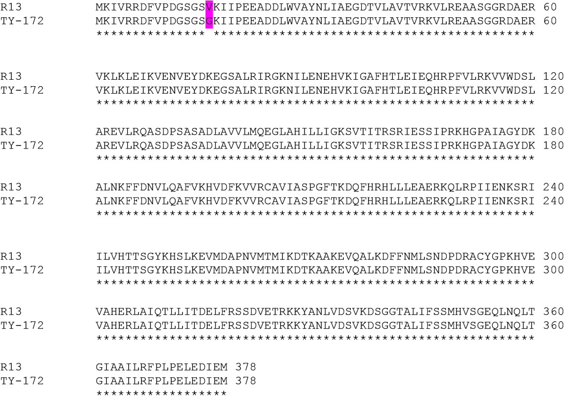 Amino-acid sequence of the <i>Pelo</i> gene in the resistant TY172 line compared to the susceptible line M-82.