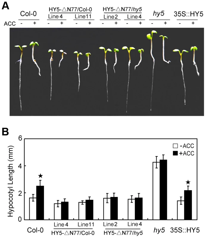 COP1-HY5 interaction is required for HY5-mediated hypocotyl growth.