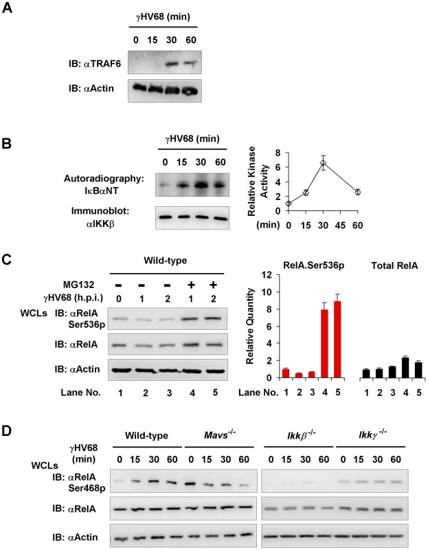 MAVS and IKKβ are important for γHV68-induced RelA phosphorylation at serine 468.