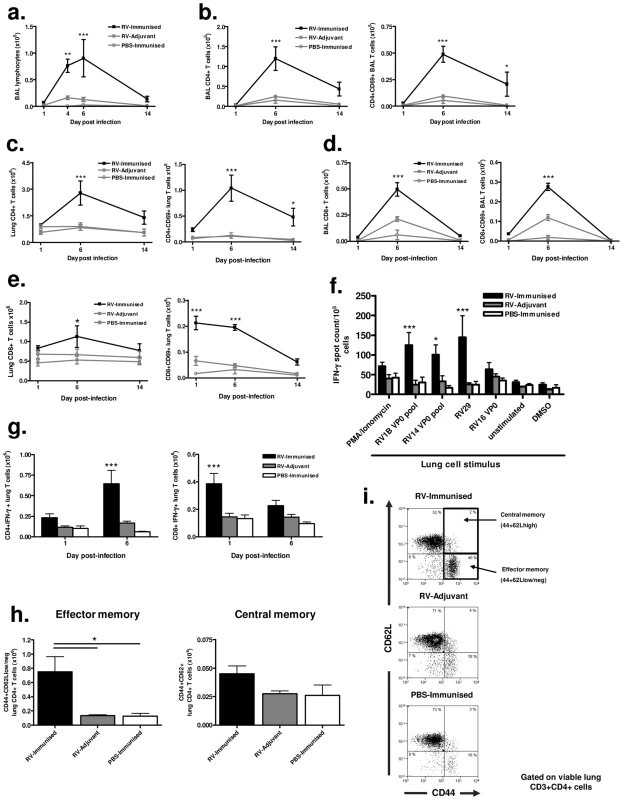 Immunization enhances effector and memory T cell responses to infection with a more distantly related RV.