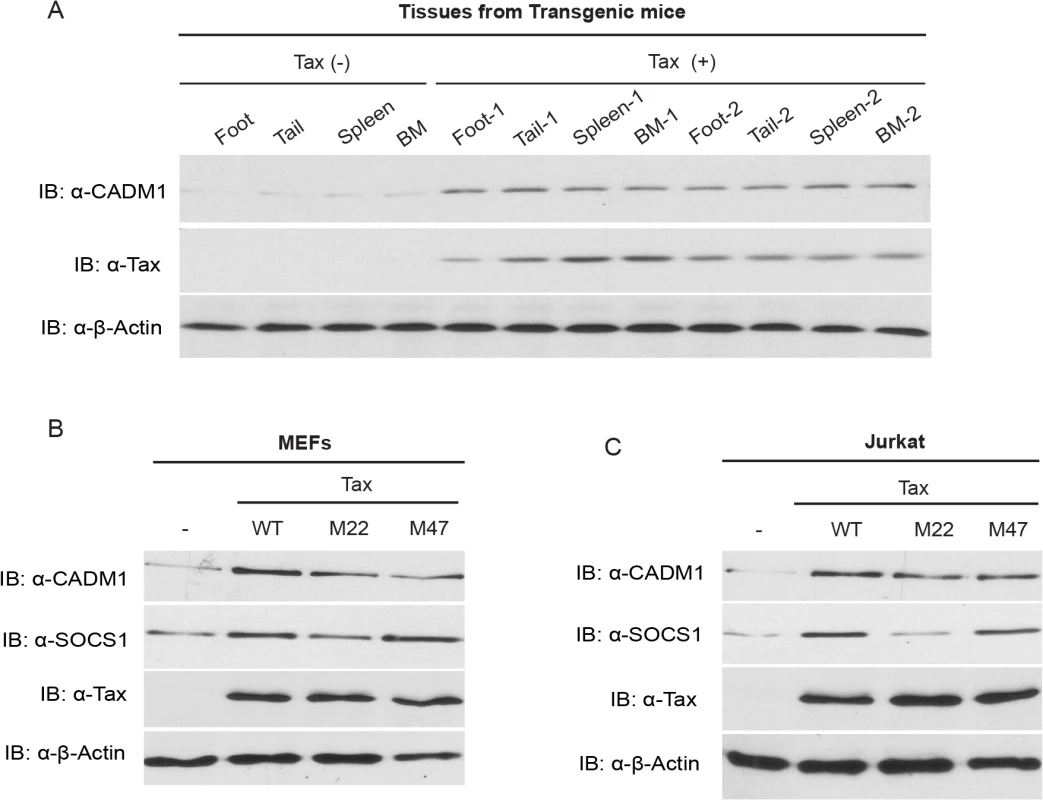 Tax induces CADM1 expression.